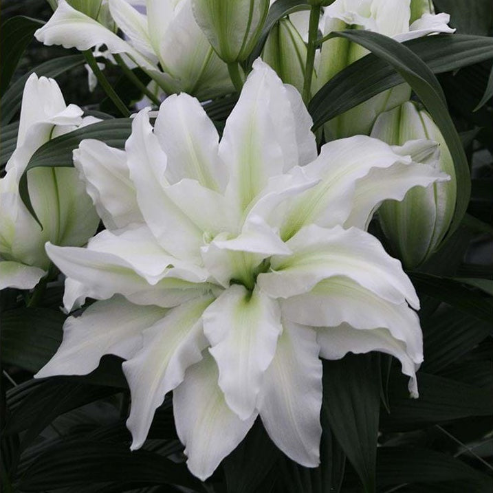 Double Oriental Lily 'Aisha'