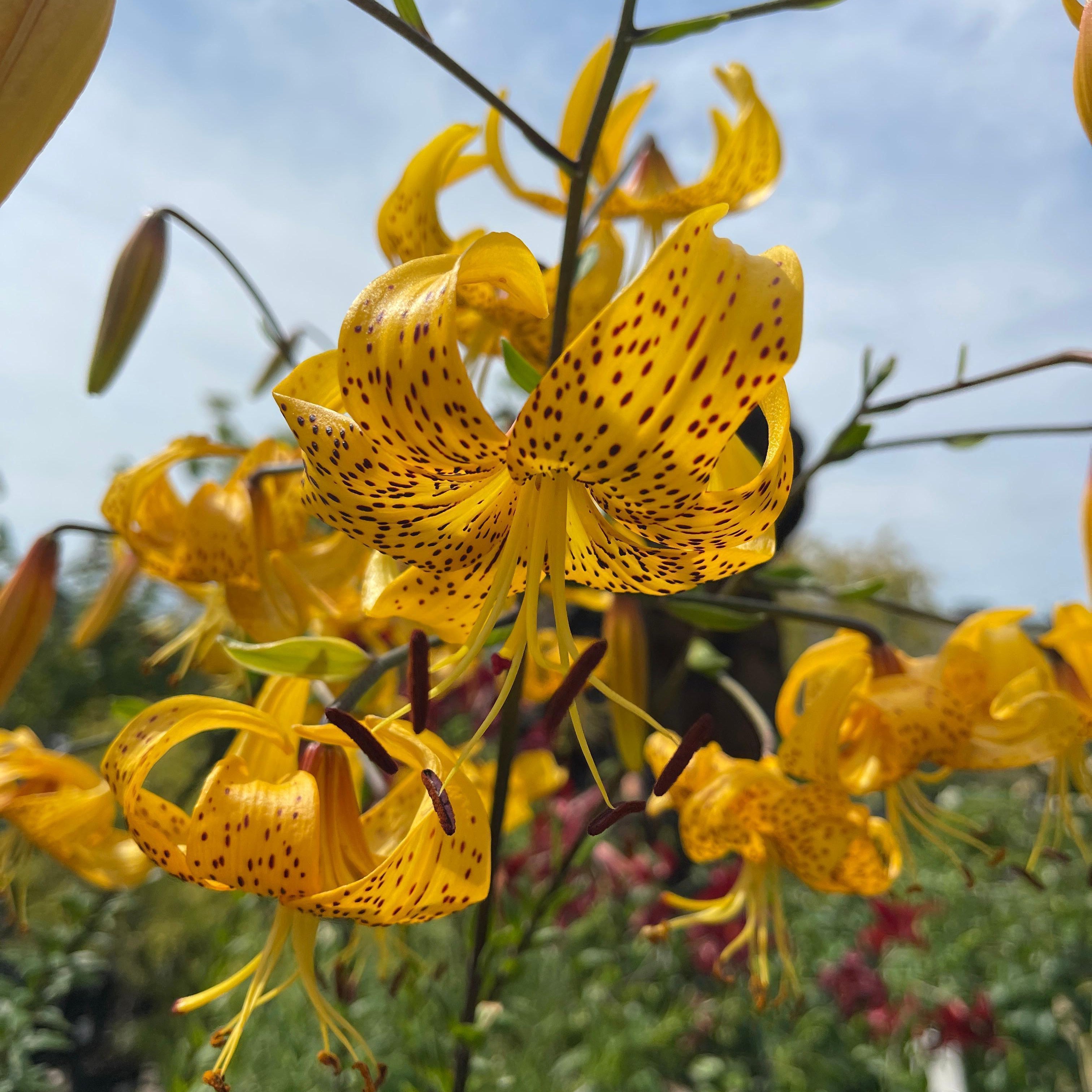 Tiger Lily 'Citronelle' – The Groovy Plants Ranch LLC