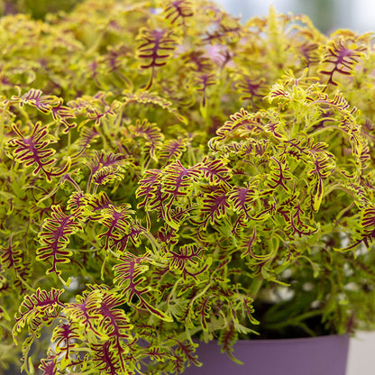 Coleus 'Skeletal' ~ Trio of 3 Hefty Plants for Preorder