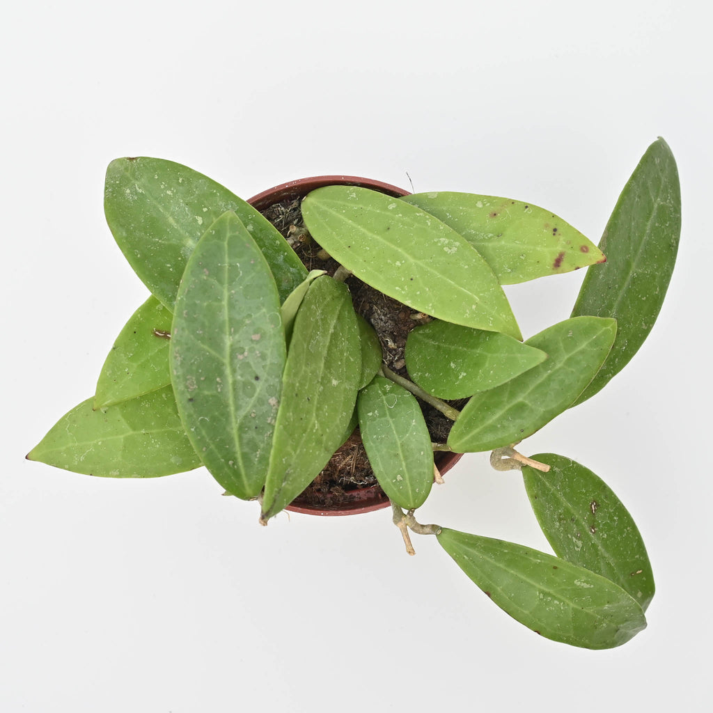 Wax Plant | Hoya pallida bogor