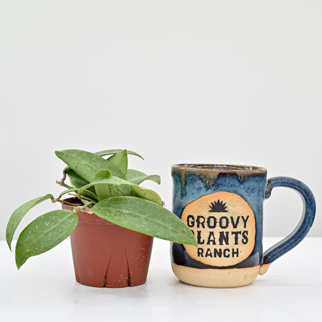 Wax Plant | Hoya pallida bogor