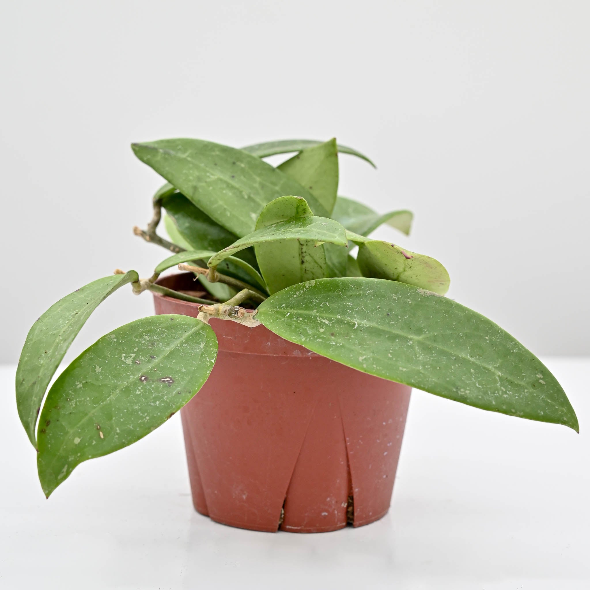 Wax Plant | Hoya pallida bogor