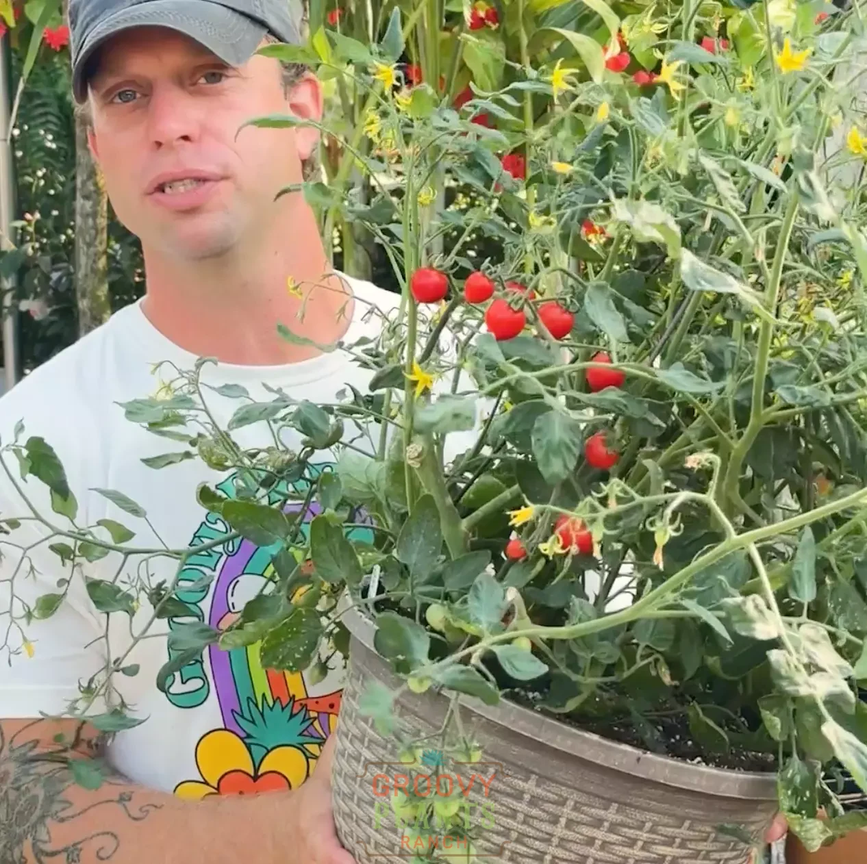 Heartbreaker Tomato Hanging Baskets | By Now Pickup 6/23-6/29