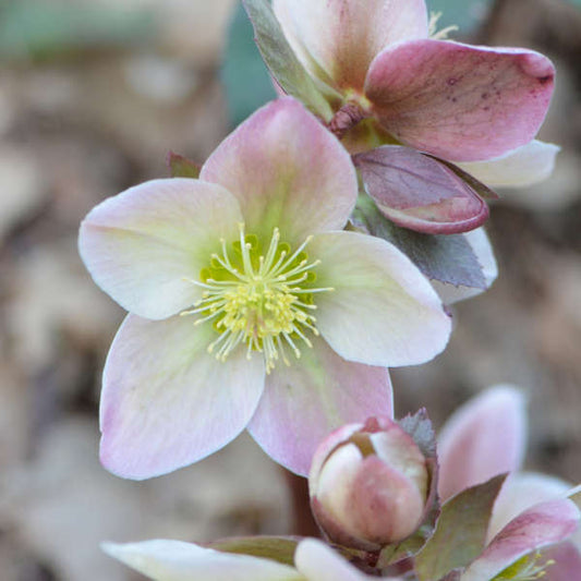 Helleborus | ‘Ivory Prince’ - Limited Summer Release - Pickup Now
