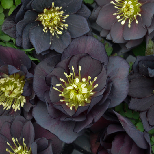 Helleborus | ‘Dark and Handsome- Limited Summer Release - Pickup Now