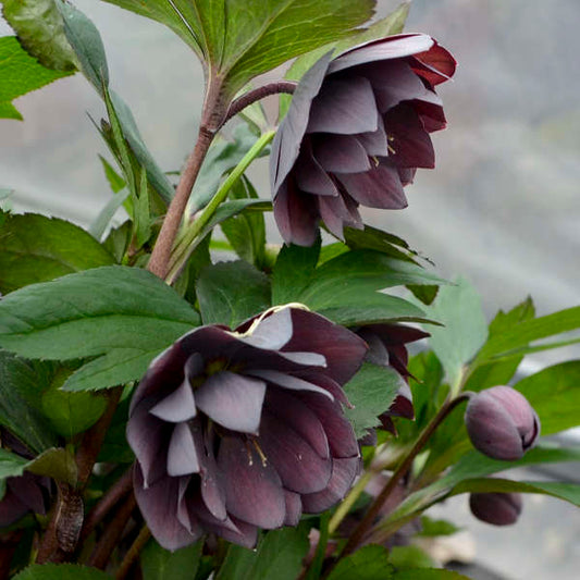 Helleborus | ‘Dashing Groomsmen'- Limited Summer Release - Pickup Now