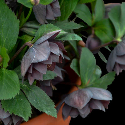 Helleborus | ‘Dashing Groomsmen'- Limited Summer Release - Pickup Now