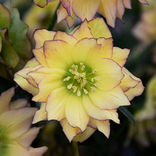Helleborus | Wedding Party ‘First Dance’ ~ Summer Hellebore Limited Release - Pickup Now