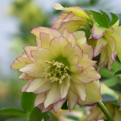 Helleborus | Wedding Party ‘First Dance’ ~ Summer Hellebore Limited Release - Pickup Now
