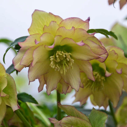Helleborus | Wedding Party ‘First Dance’ ~ Summer Hellebore Limited Release - Pickup Now