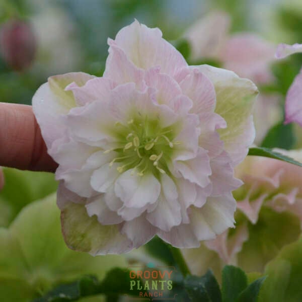 Helleborus Wedding Party® 'Flower Girl'