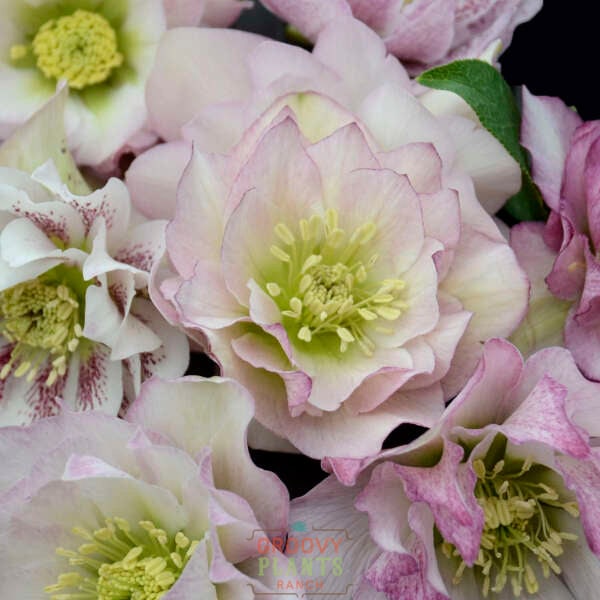 Helleborus Wedding Party® 'Flower Girl'