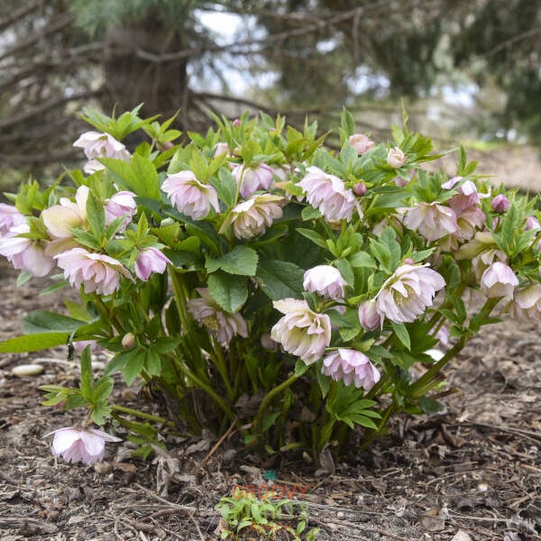 Helleborus Wedding Party® 'Flower Girl'