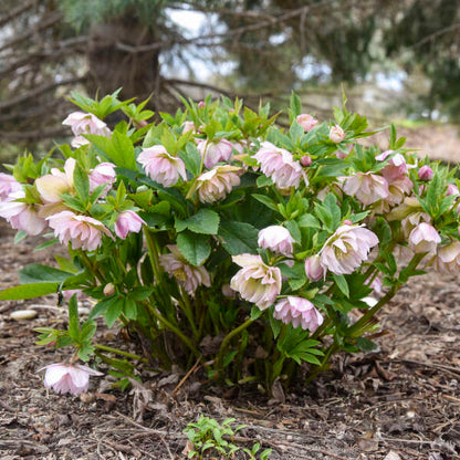Helleborus 'Flower Girl' - Summer Limited Release - Pickup Now