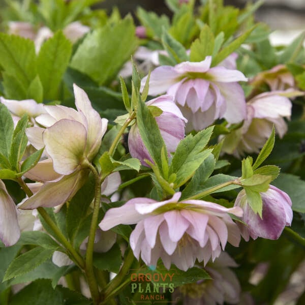 Helleborus Wedding Party® 'Flower Girl'