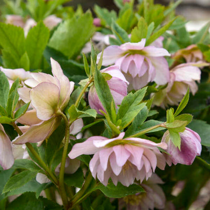 Helleborus 'Flower Girl' - Summer Limited Release - Pickup Now