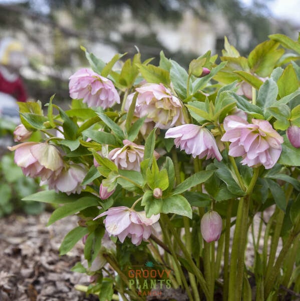 Helleborus Wedding Party® 'Flower Girl'