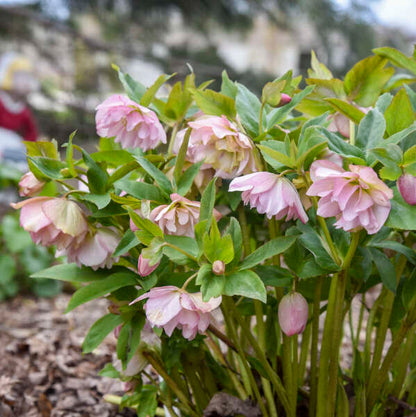 Helleborus 'Flower Girl' - Summer Limited Release - Pickup Now