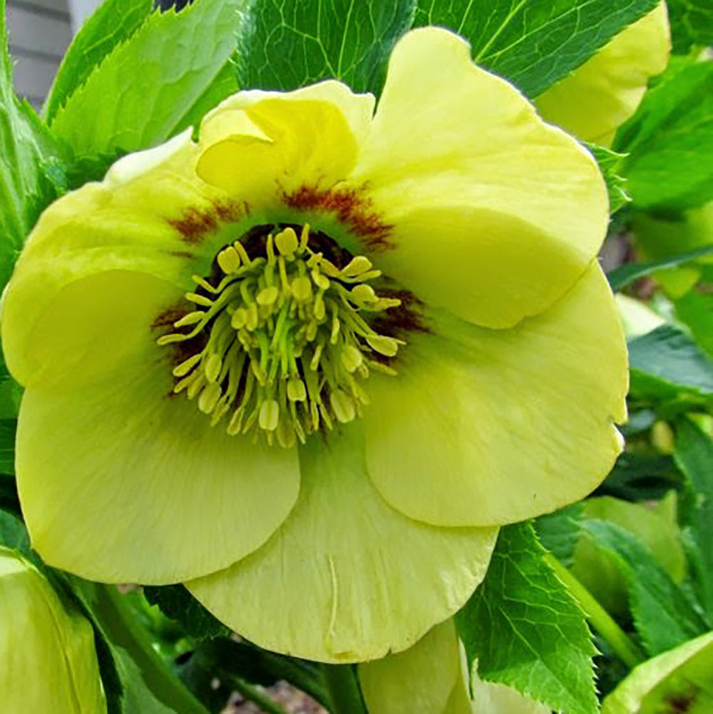 Helleborus 'Irish Luck'