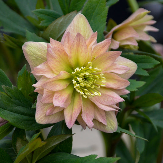 Helleborus | Wedding Party ‘Mother of the Bride’ ~ Summer Hellebore Limited Release - Pickup Now