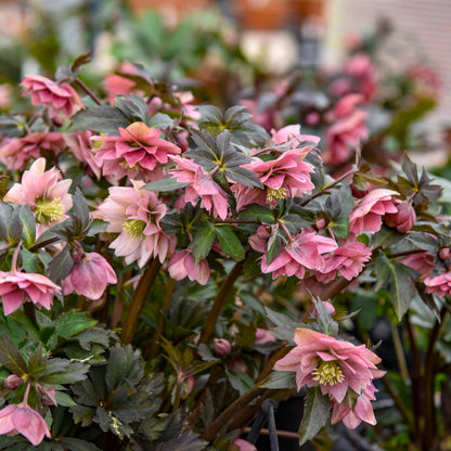 Helleborus | Wedding Party ‘Mother of the Bride’ ~ Summer Hellebore Limited Release - Pickup Now