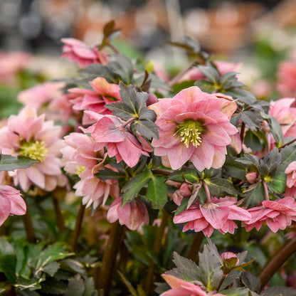 Helleborus | Wedding Party ‘Mother of the Bride’ ~ Summer Hellebore Limited Release - Pickup Now