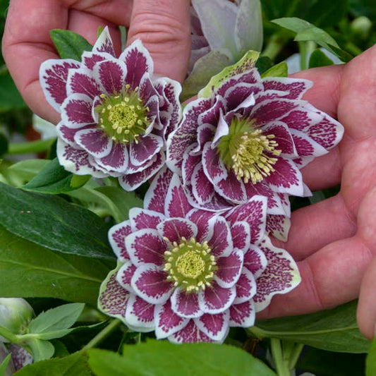 Helleborus 'Shotgun Wedding' - Summer Limited Release - Pickup Now