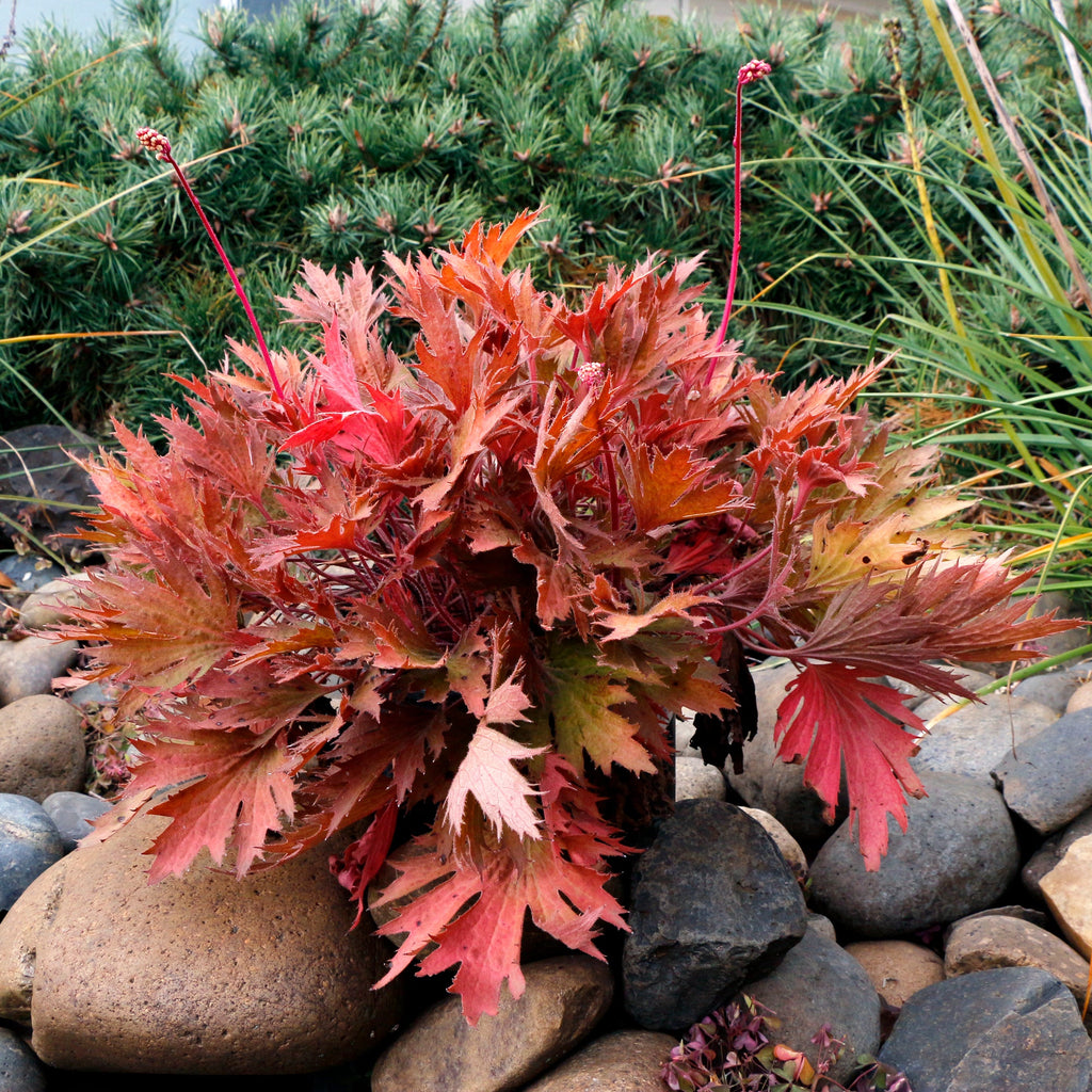 Coral Bells Fyre Wing™ 'Amber'