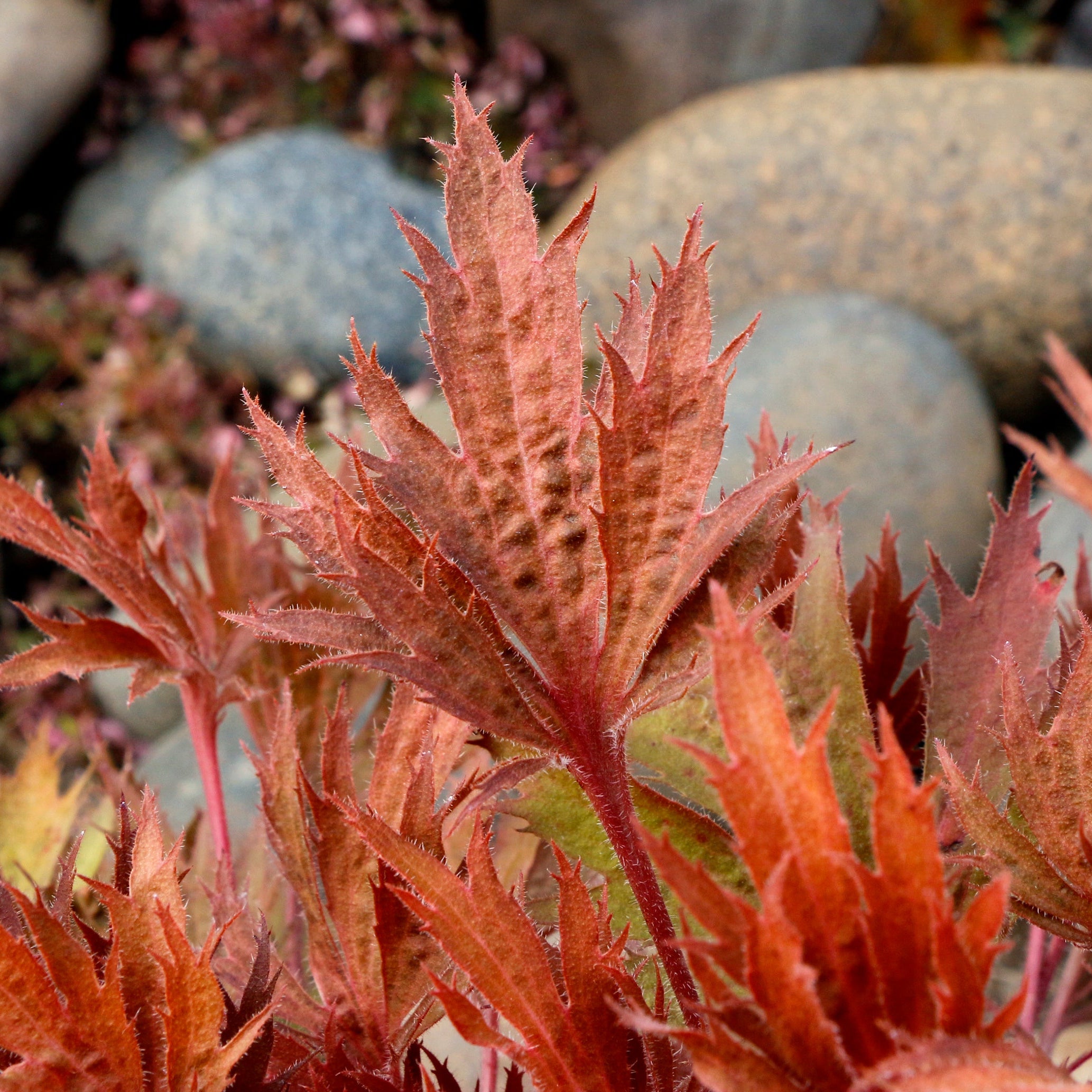 Coral Bells Fyre Wing™ 'Amber'