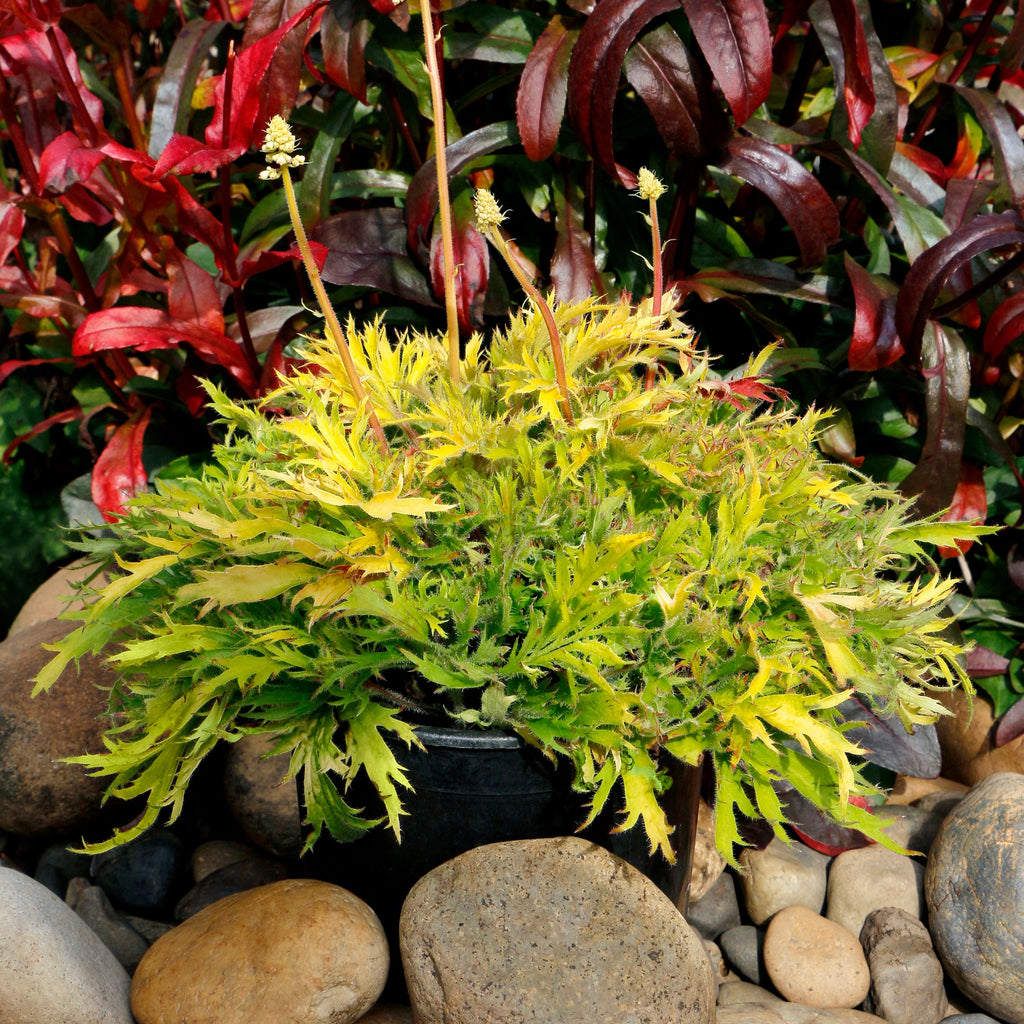 Coral Bells Fyre Wing™ 'Heliodor'