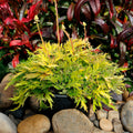 Coral Bells Fyre Wing™ 'Heliodor'