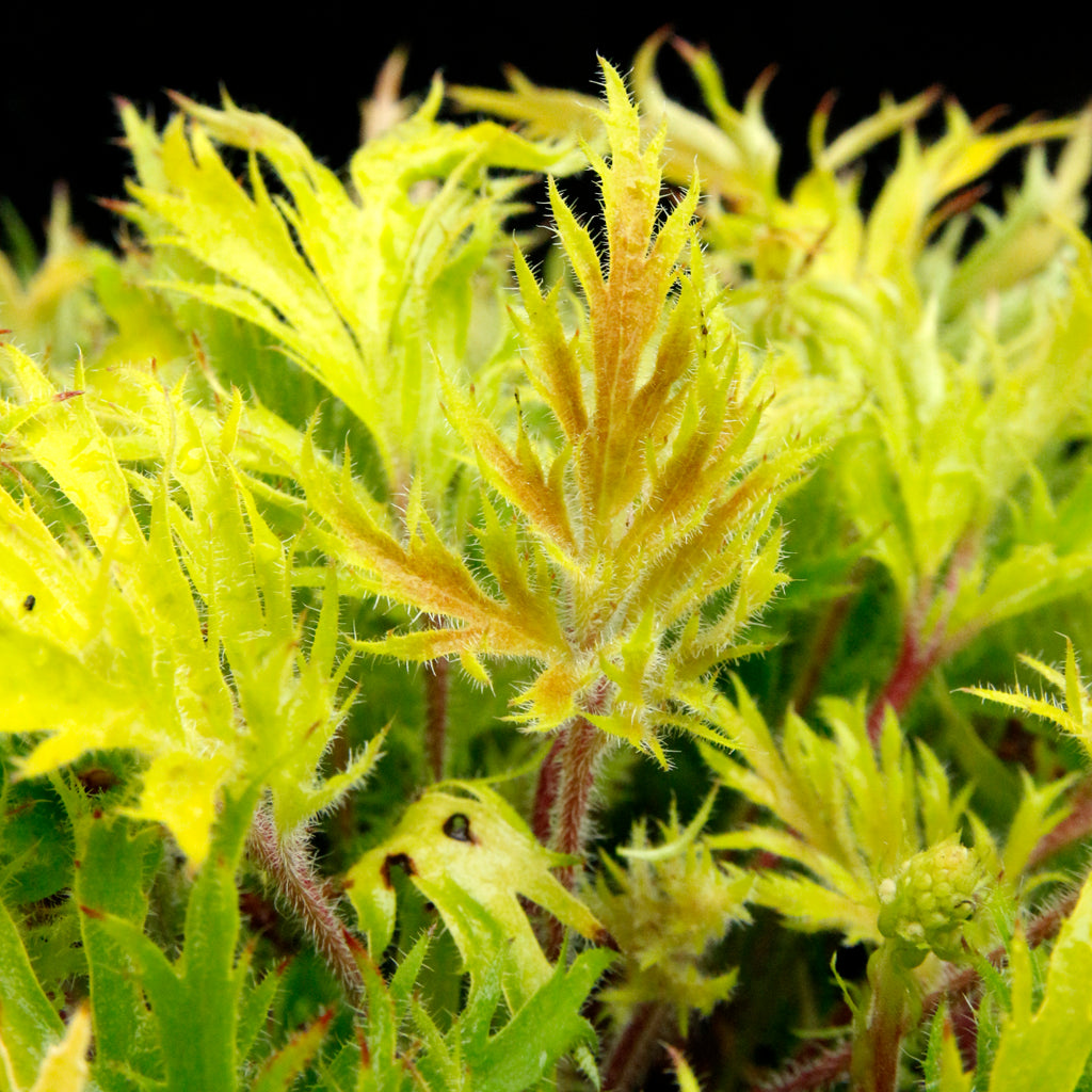 Coral Bells Fyre Wing™ 'Heliodor'