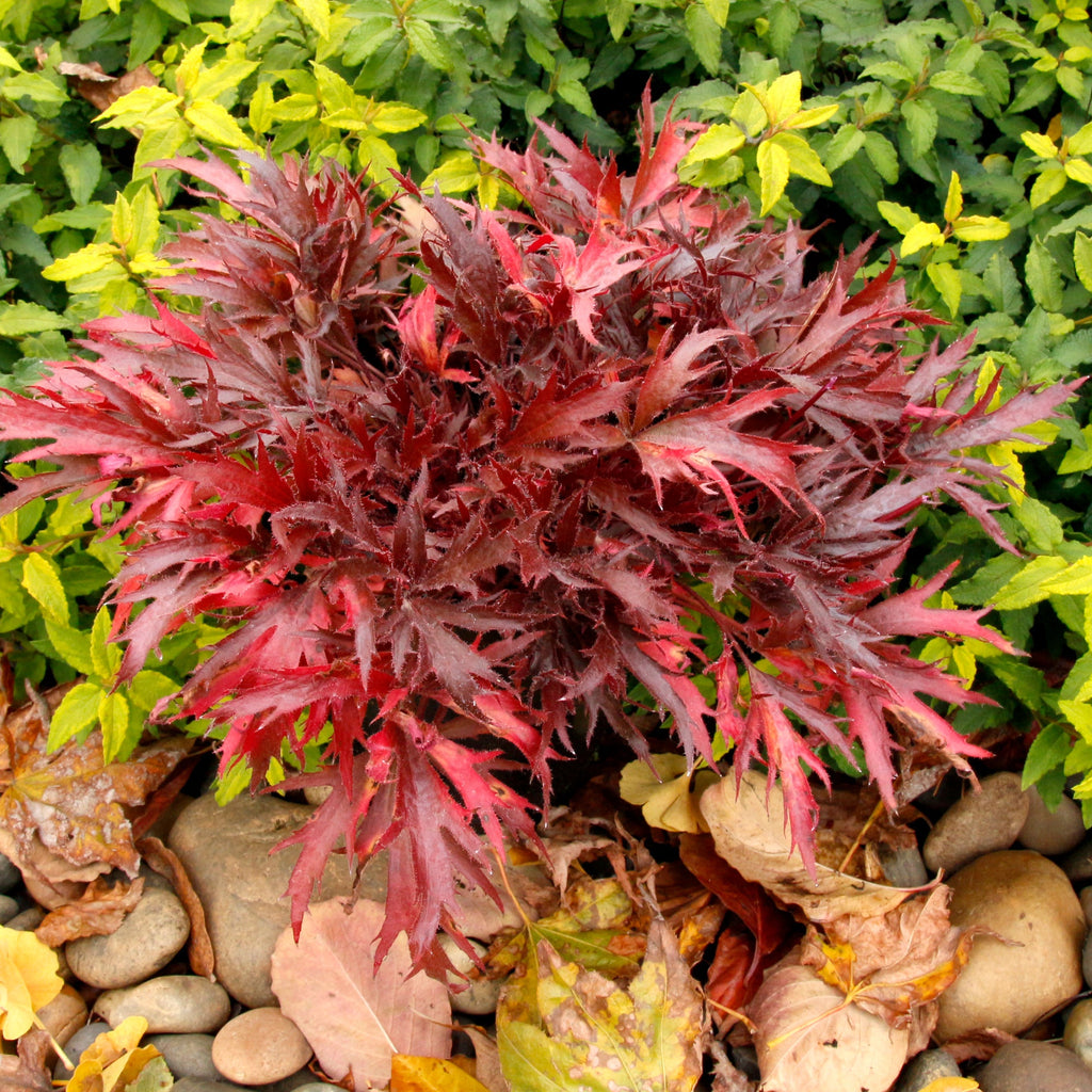 Coral Bells Fyre Wing™ 'Hematite'