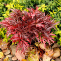 Coral Bells Fyre Wing™ 'Hematite'