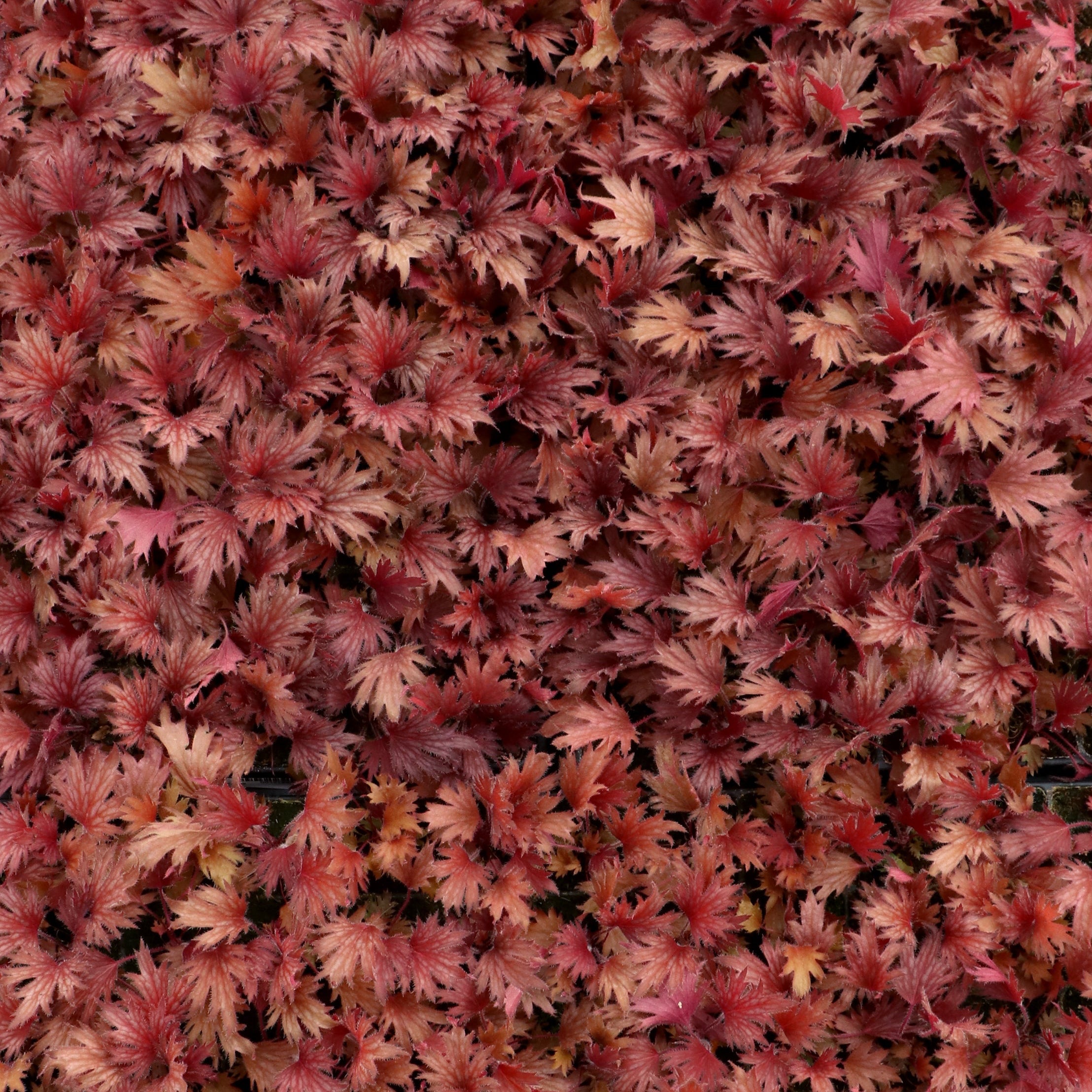 Coral Bells Fyre Wing™ 'Hematite'