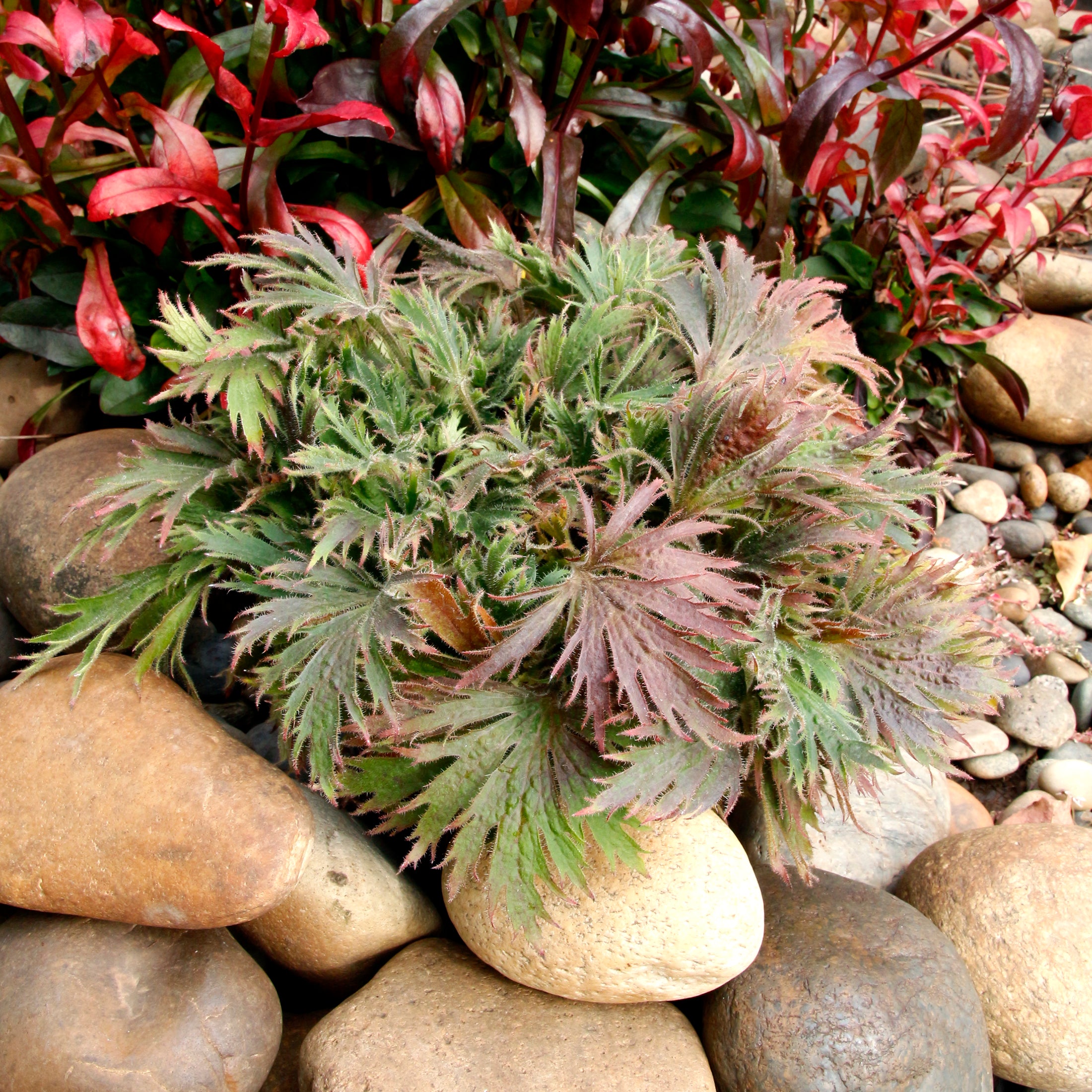 Coral Bells Fyre Wing™ 'Jadeite'