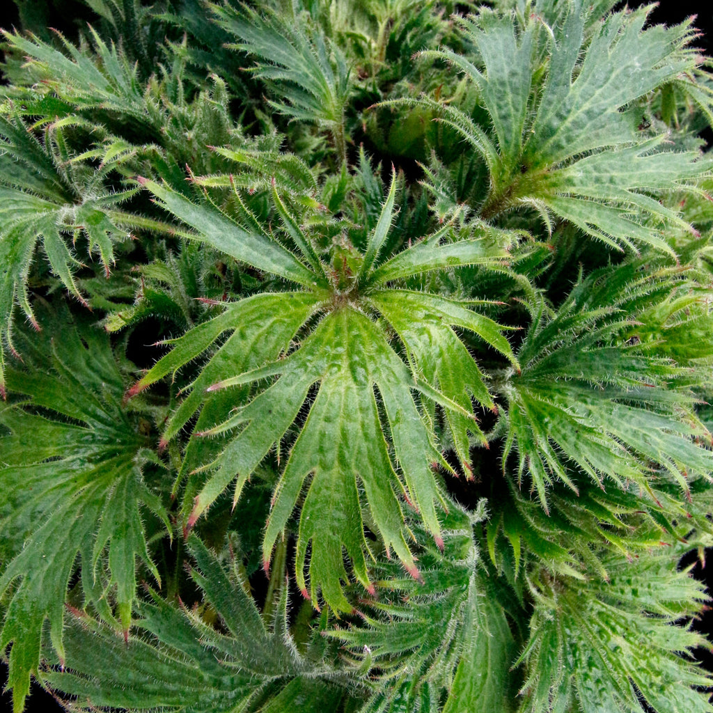 Coral Bells Fyre Wing™ 'Jadeite'