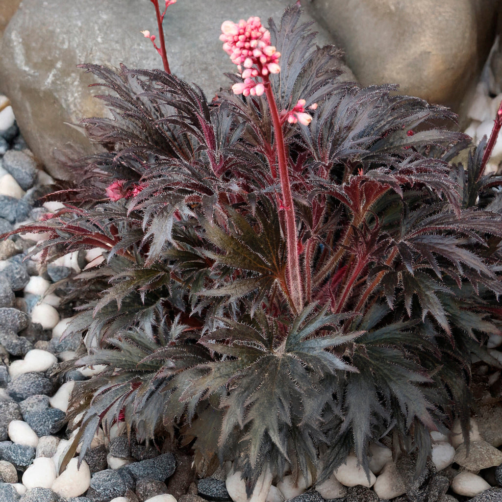 Coral Bells Fyre Wing™ 'Jet'