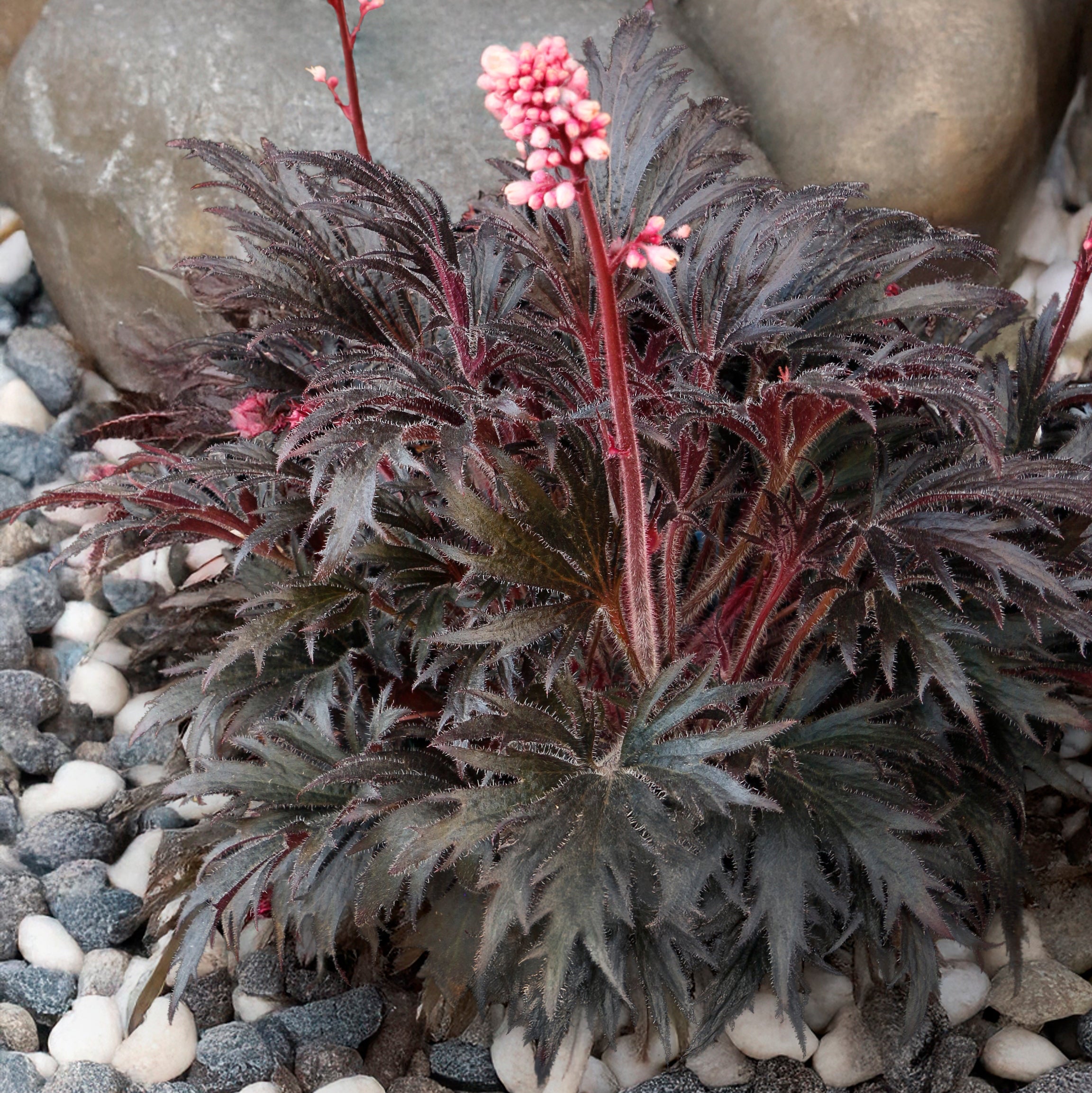 Coral Bells Fyre Wing™ 'Jet'