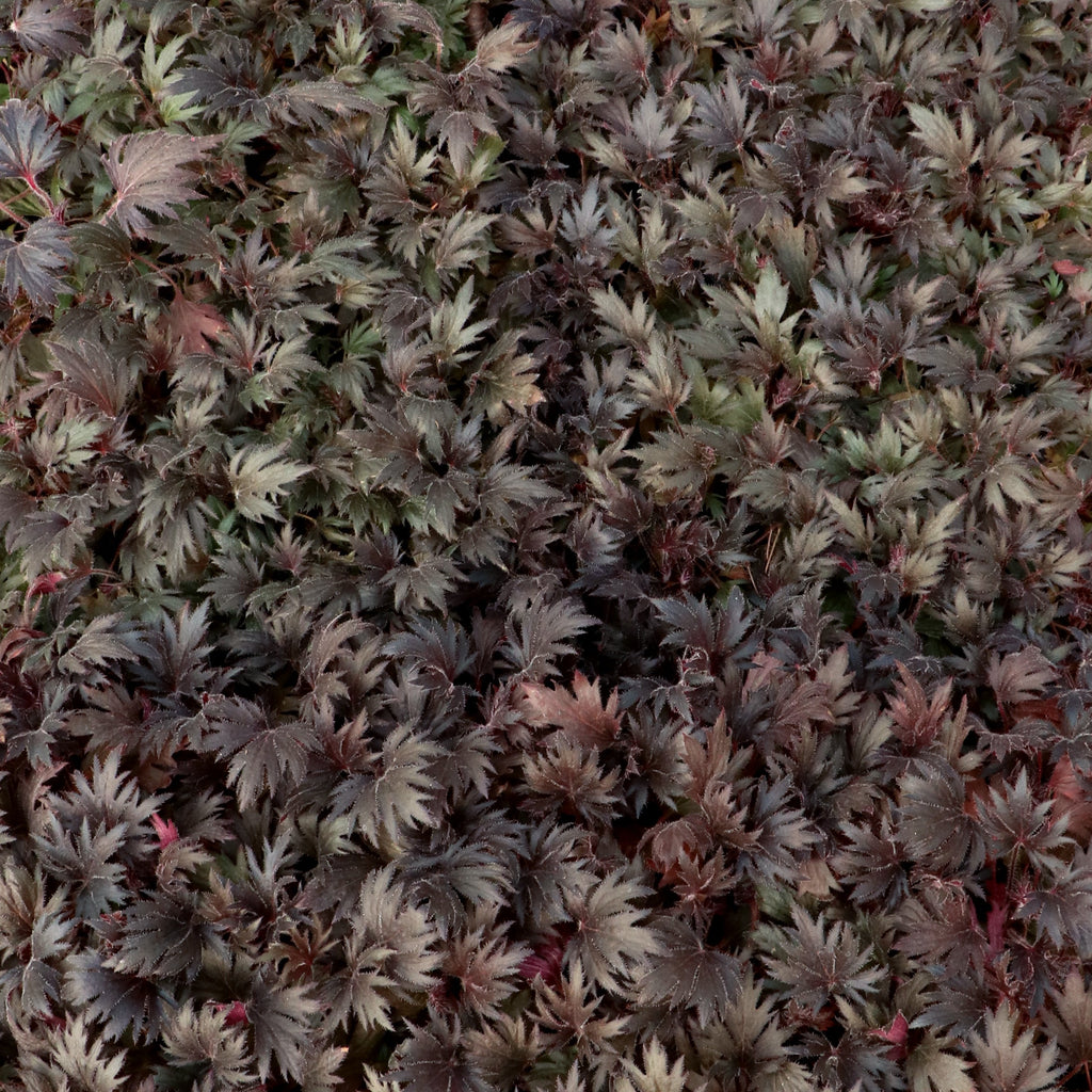 Coral Bells Fyre Wing™ 'Jet'