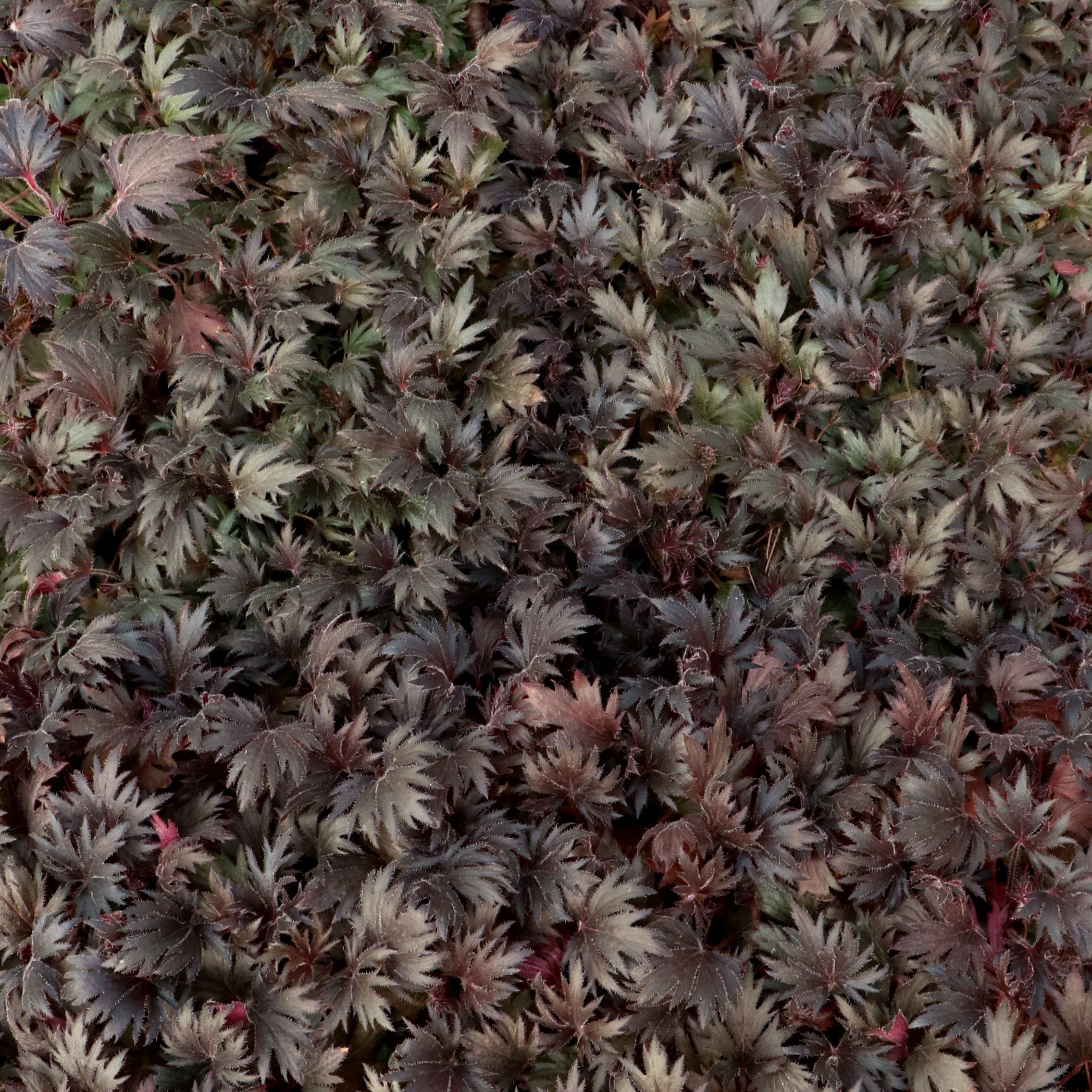 Coral Bells Fyre Wing™ 'Jet'