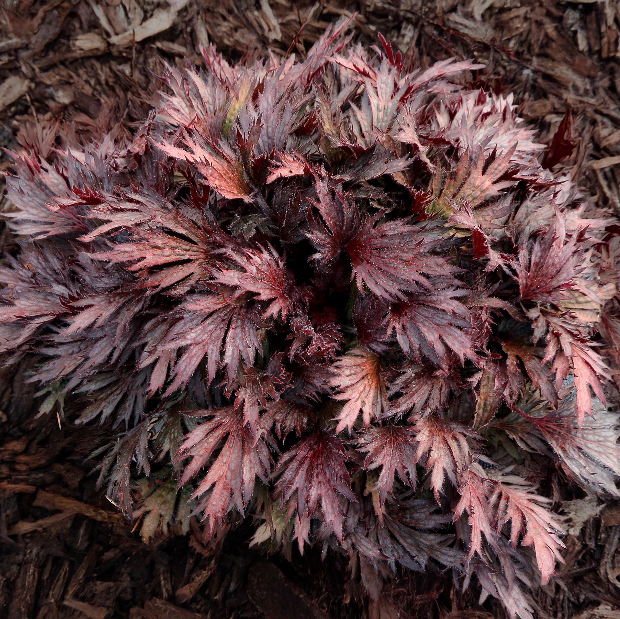 Coral Bells Fyre Wing™ 'Rhodonite'