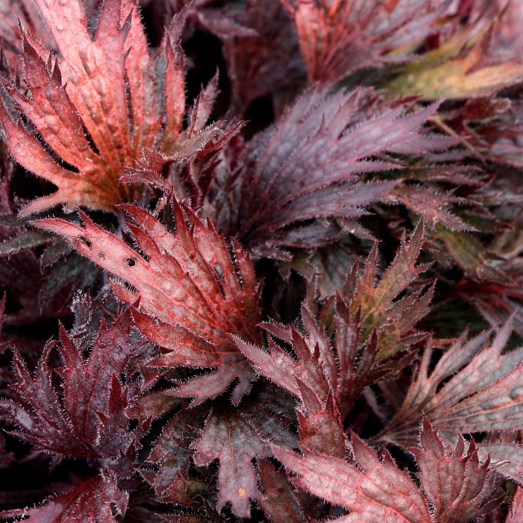 Coral Bells Fyre Wing™ 'Rhodonite'