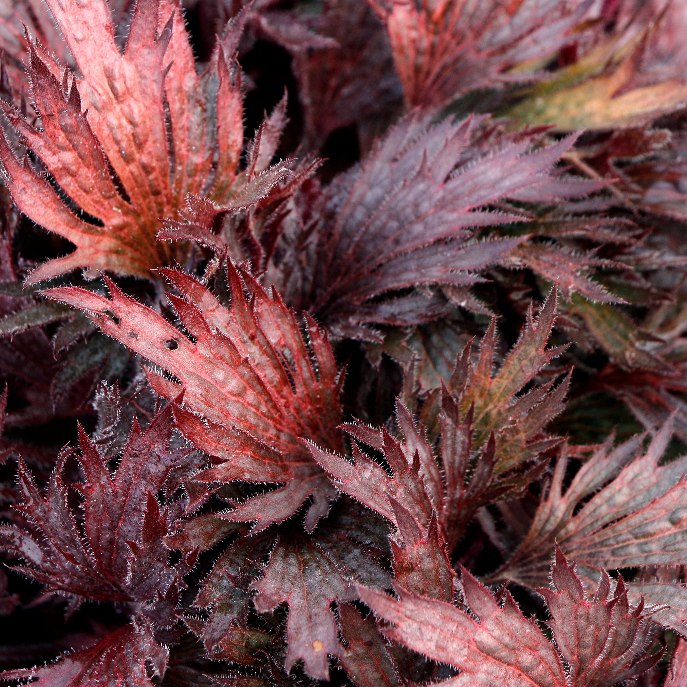 Coral Bells Fyre Wing™ 'Rhodonite'