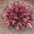 Coral Bells Fyre Wing™ 'Spinel'