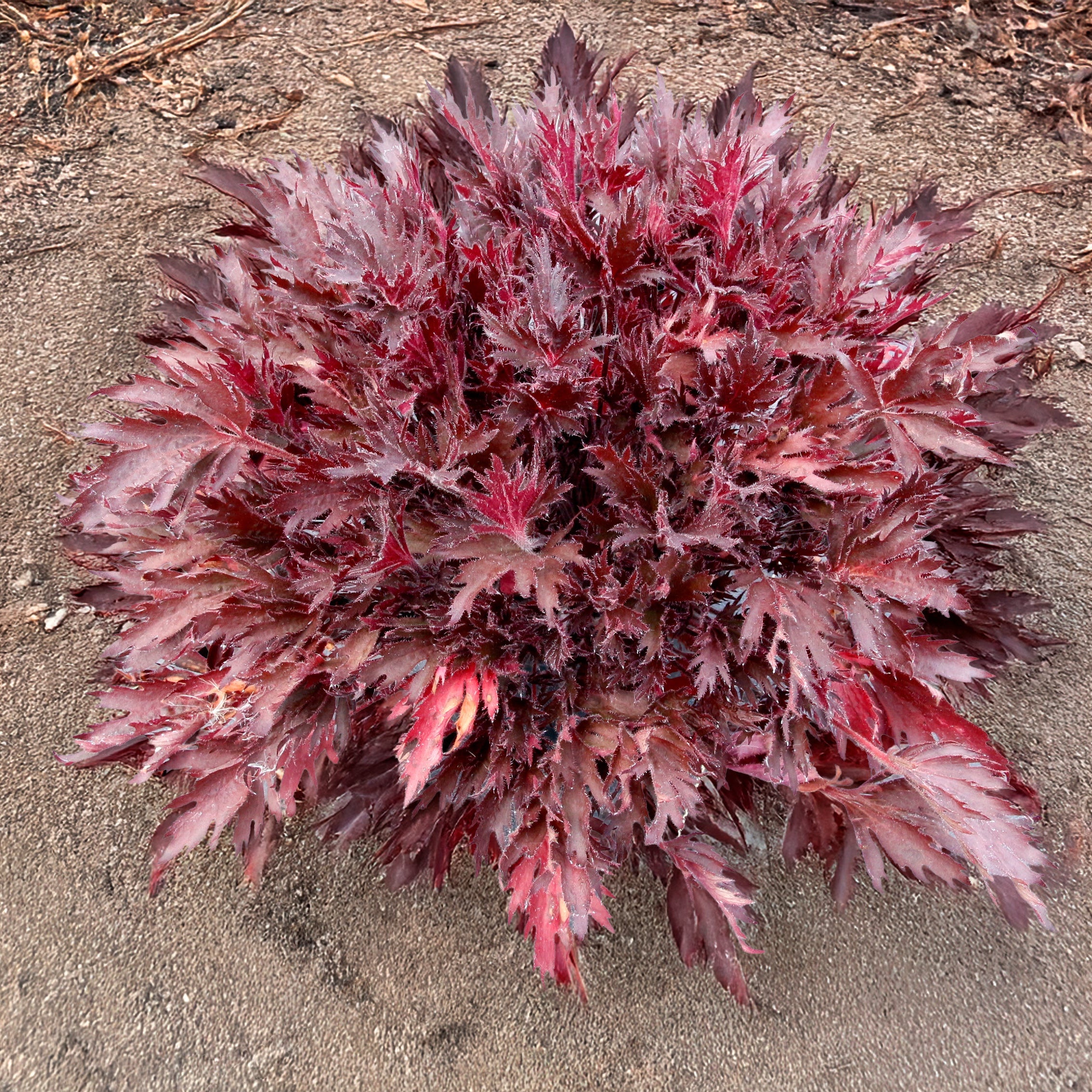 Coral Bells Fyre Wing™ 'Spinel'