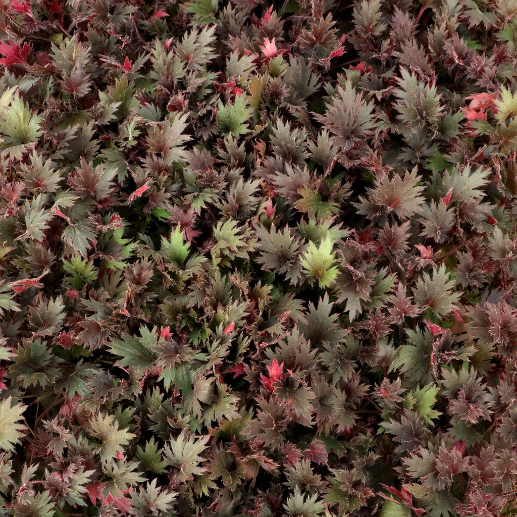 Coral Bells Fyre Wing™ 'Spinel'