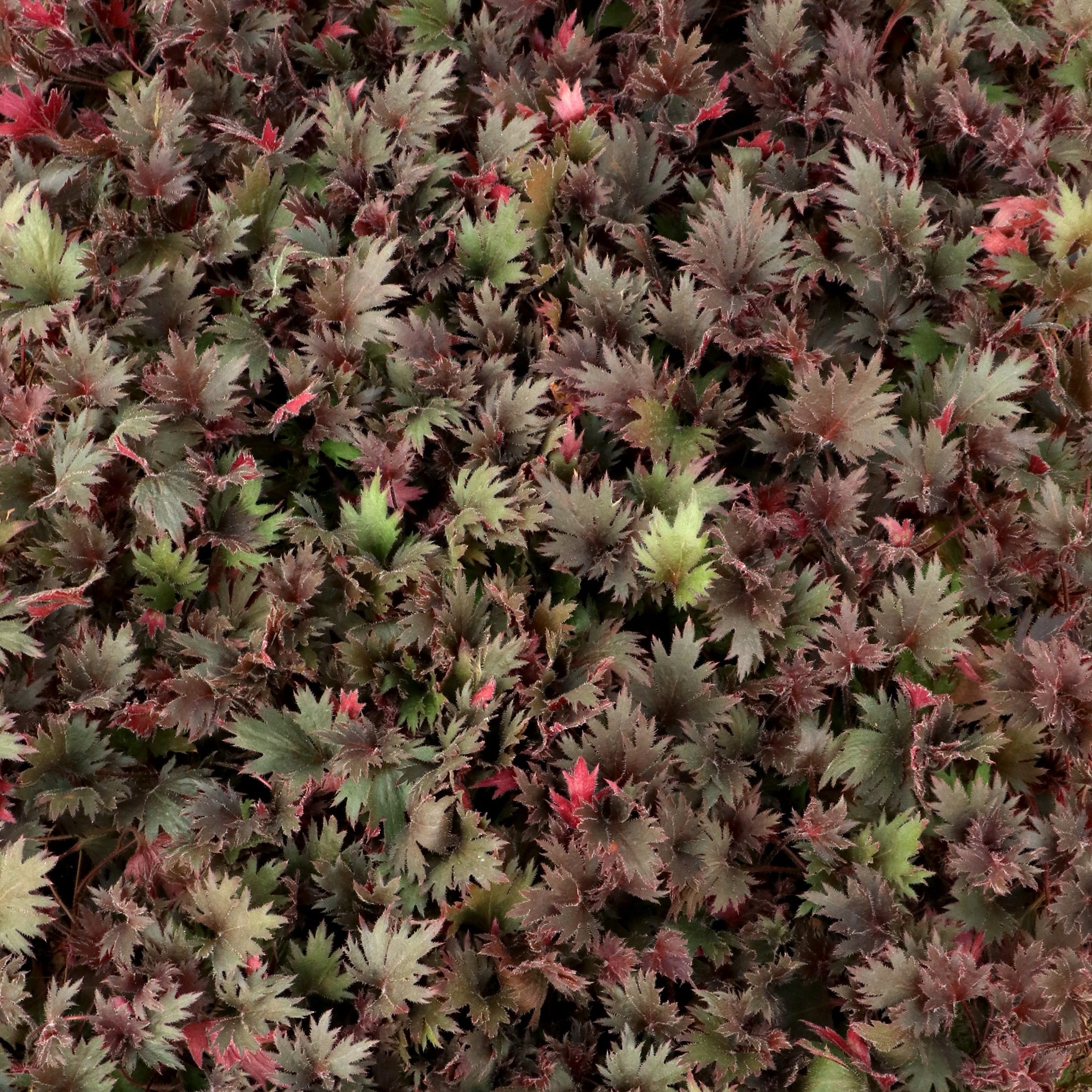 Coral Bells Fyre Wing™ 'Spinel'