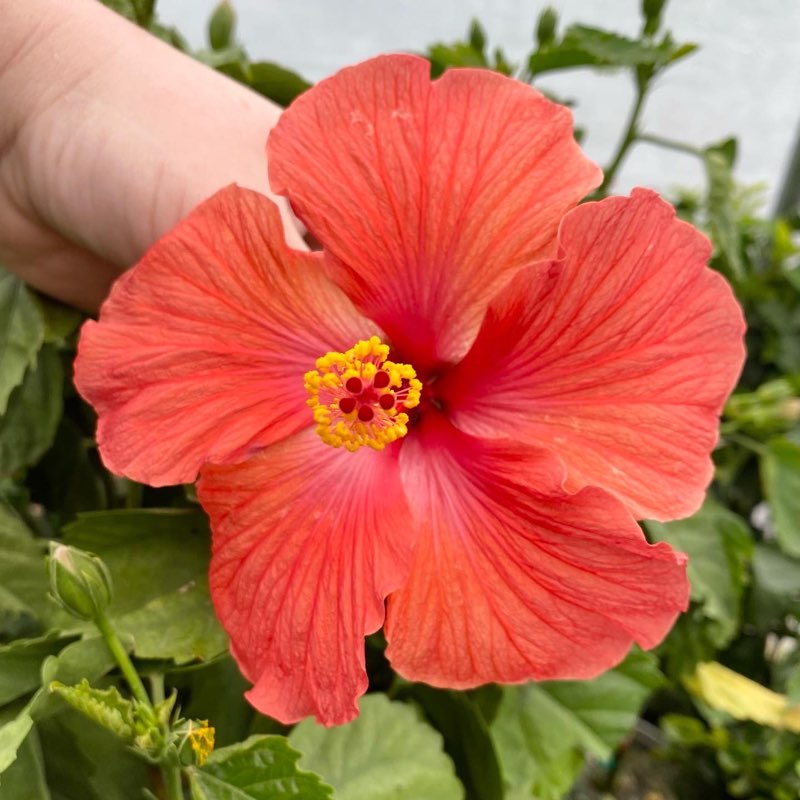 Groovy Plants Ranch | Lavender Daze – The Groovy Plants Ranch LLC