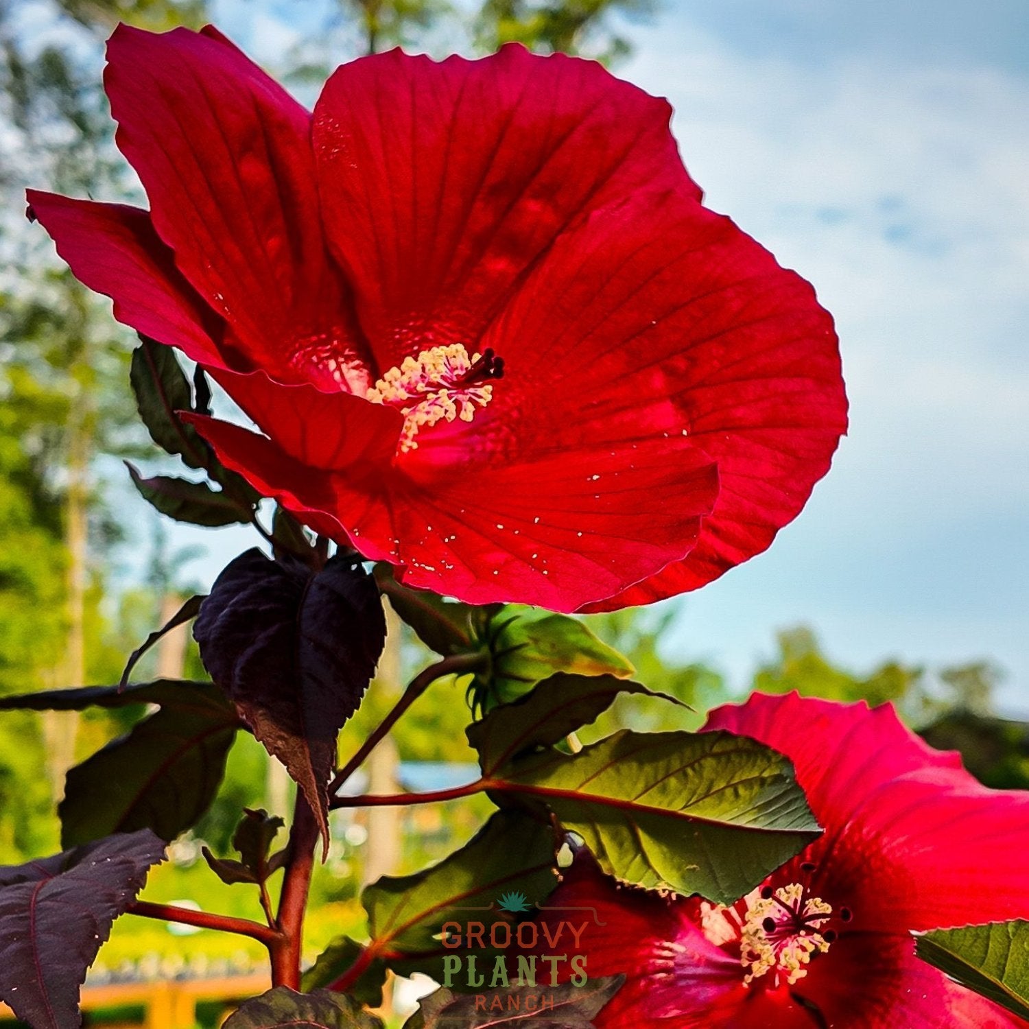 Hibiscus 'Midnight Marvel'